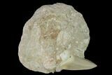 Otodus Shark Tooth Fossil in Rock - Eocene #139905-1